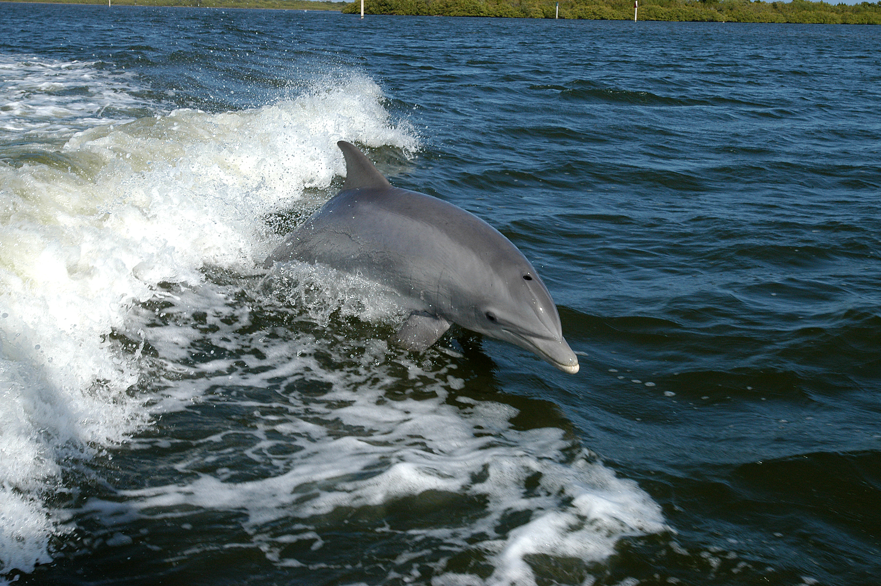 Dolphin close encounter experience at Sanctuary Bay on Grand Bahama for cruise passenger dolphin shore excursions from Freeport Bahamas port